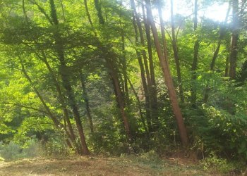 20140903_164024.jpg - Rustico Pietrasanta - foto 3