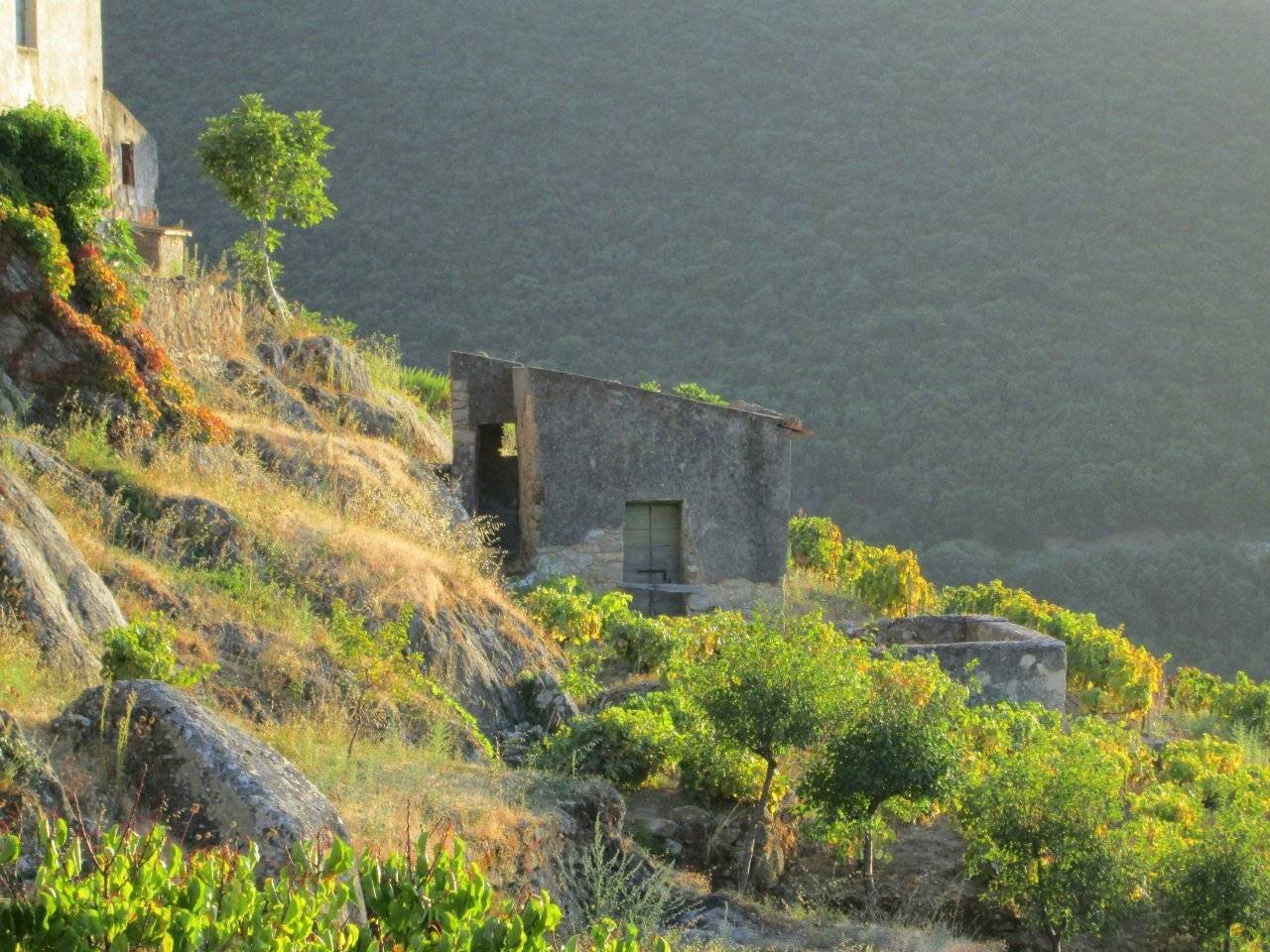 Rustico Colle D'Orano, Marciana - foto 3