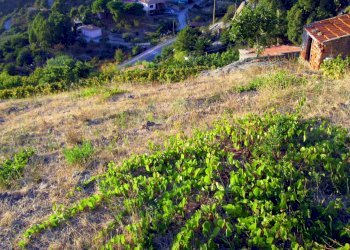Rustico Colle D'Orano, Marciana - foto 5
