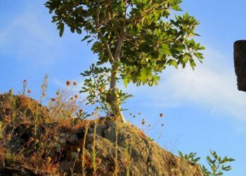 Rustico Colle D'Orano, Marciana - foto 9