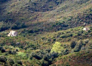 P4240053 r.JPG - Rustico loc. Filetto, Campo nell'Elba - foto 1