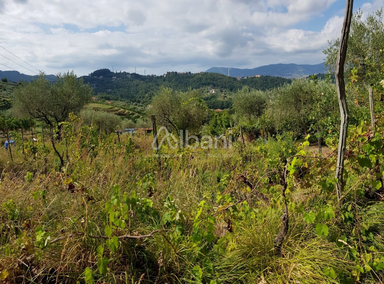 TE153_terreno_vendita_agricolo_uliveto_vigneto_mas - Agricultural land Arcola - photo 1