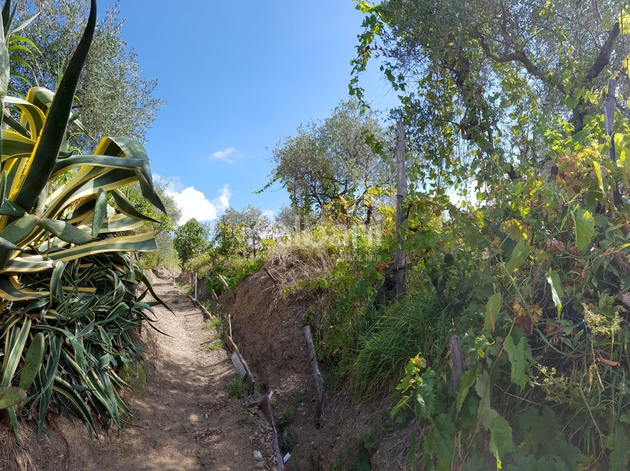 TE153_terreno_vendita_agricolo_uliveto_vigneto_mas - Agricultural land Arcola - photo 2