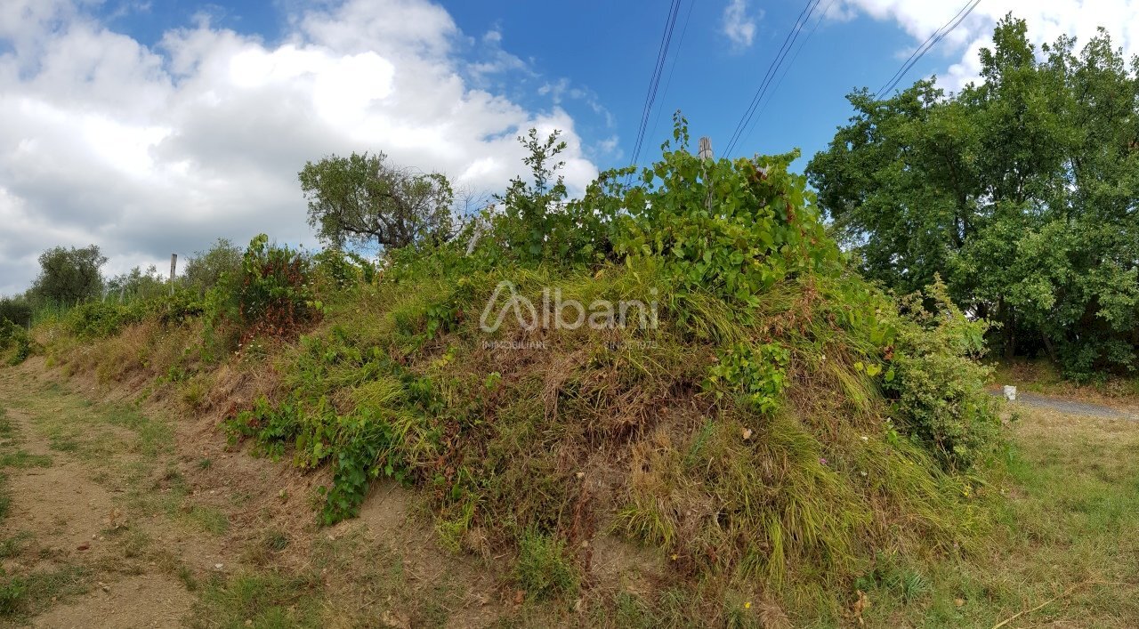 TE153_terreno_vendita_agricolo_uliveto_vigneto_mas - Agricultural land Arcola - photo 3