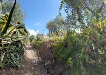 TE153_terreno_vendita_agricolo_uliveto_vigneto_mas - Terreno agricolo Arcola - foto 2