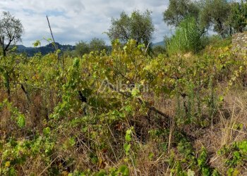 TE153_terreno_vendita_agricolo_uliveto_vigneto_mas - Terreno agricolo Arcola - foto 5