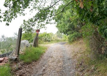 TE153_terreno_vendita_agricolo_uliveto_vigneto_mas - Terreno agricolo Arcola - foto 7