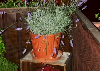 DSC_0246.JPG - Quadrilocale via allevè 1, Pragelato - foto 11