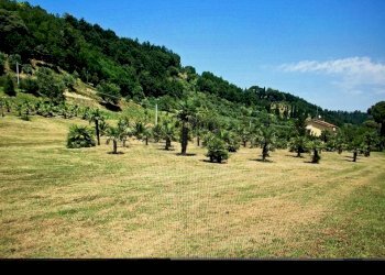 IMG-20150709-WA0023.jpg - Rustic Castelfranco di Sotto - photo 10