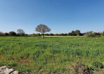 20210226_105220_compress0.jpg - Terreno agricolo Modica - foto 8