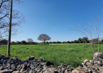 20210226_105237_compress63.jpg - Terreno agricolo Modica - foto 9