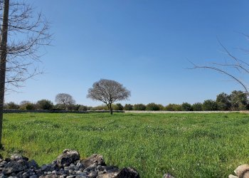 20210226_105239_compress36.jpg - Terreno agricolo Modica - foto 10