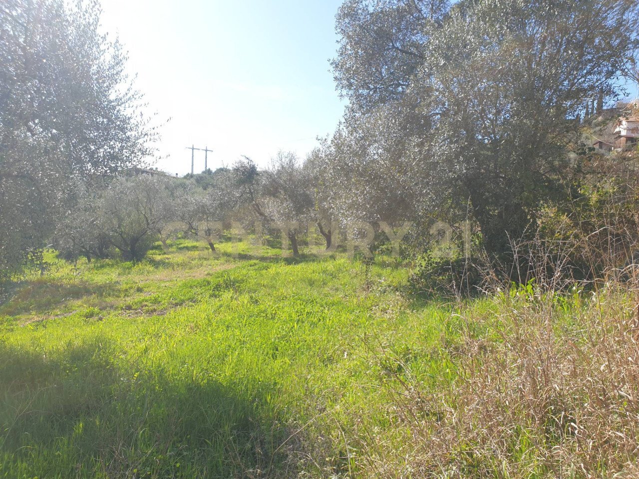 3.jpg - Terreno agricolo Via del Romitorio 71, Mentana - foto 3