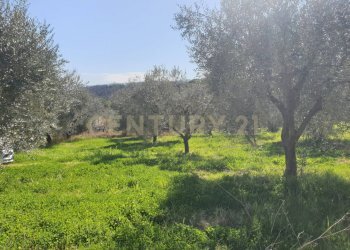 4.jpg - Terreno agricolo Via del Romitorio 71, Mentana - foto 4