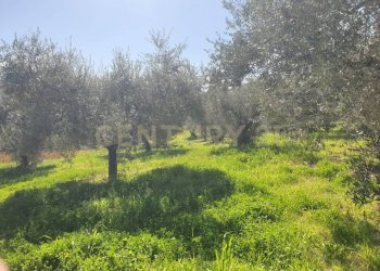 7.jpg - Terreno agricolo Via del Romitorio 71, Mentana - foto 7