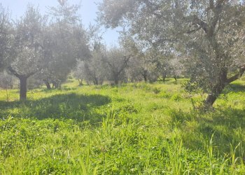 9.jpg - Terreno agricolo Via del Romitorio 71, Mentana - foto 9