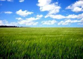 TERRENO AGRICOLO PIANEGG. - Terreno agricolo Cassano Spinola - foto 2