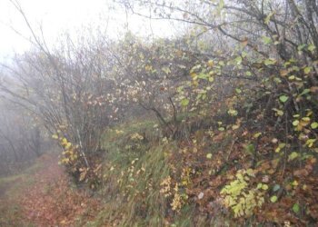 TERRENO A PASCOLO - Villa Regione Lunassi, Fabbrica Curone - foto 10