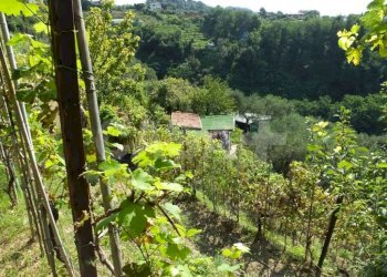 Rustic Monte grosso, Lerici - photo 9