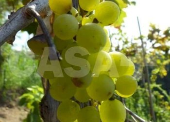 Rustico Monte grosso, Lerici - foto 10