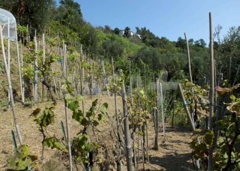 Rustico Monte grosso, Lerici - foto 16