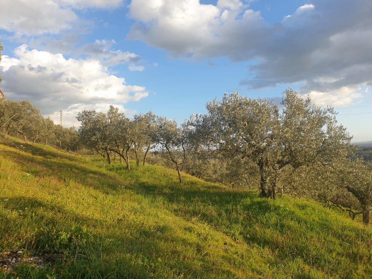 20210315_173131.jpg - Terreno agricolo Via del Mattatoio, Lugnano in Teverina - foto 1