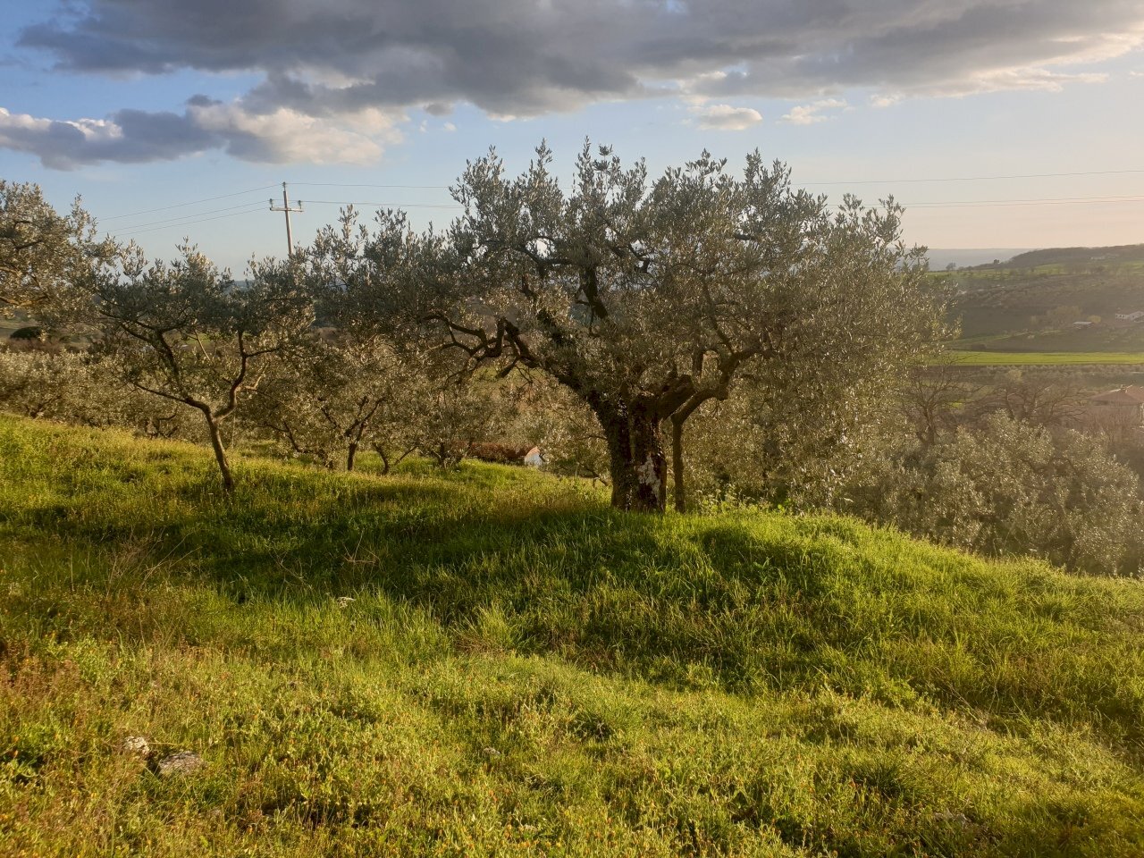 20210315_173108.jpg - Terreno agricolo Via del Mattatoio, Lugnano in Teverina - foto 3