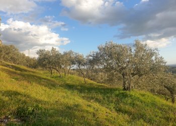 20210315_173131.jpg - Terreno agricolo Via del Mattatoio, Lugnano in Teverina - foto 1