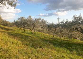 20210315_173103.jpg - Terreno agricolo Via del Mattatoio, Lugnano in Teverina - foto 2