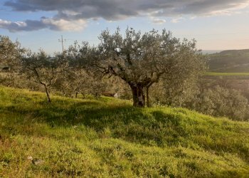 20210315_173108.jpg - Terreno agricolo Via del Mattatoio, Lugnano in Teverina - foto 3