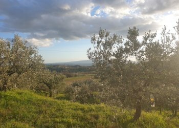 20210315_173136.jpg - Terreno agricolo Via del Mattatoio, Lugnano in Teverina - foto 6