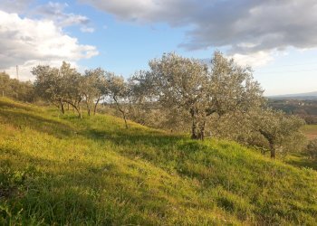 20210315_173139.jpg - Terreno agricolo Via del Mattatoio, Lugnano in Teverina - foto 7