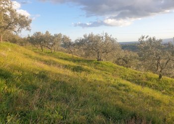 20210315_173352.jpg - Terreno agricolo Via del Mattatoio, Lugnano in Teverina - foto 8