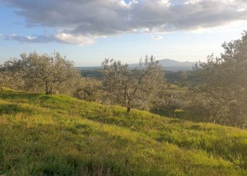 20210315_173354.jpg - Terreno agricolo Via del Mattatoio, Lugnano in Teverina - foto 9