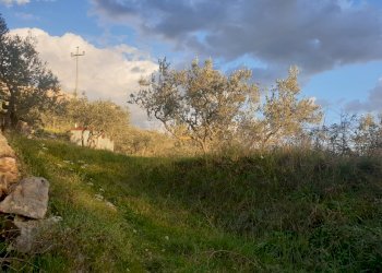 20210315_174126.jpg - Terreno agricolo Via del Mattatoio, Lugnano in Teverina - foto 10