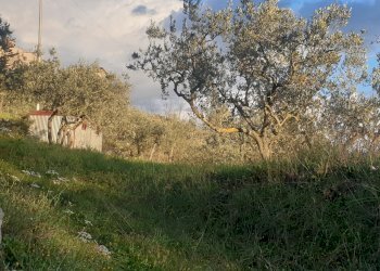 20210315_174131.jpg - Terreno agricolo Via del Mattatoio, Lugnano in Teverina - foto 11