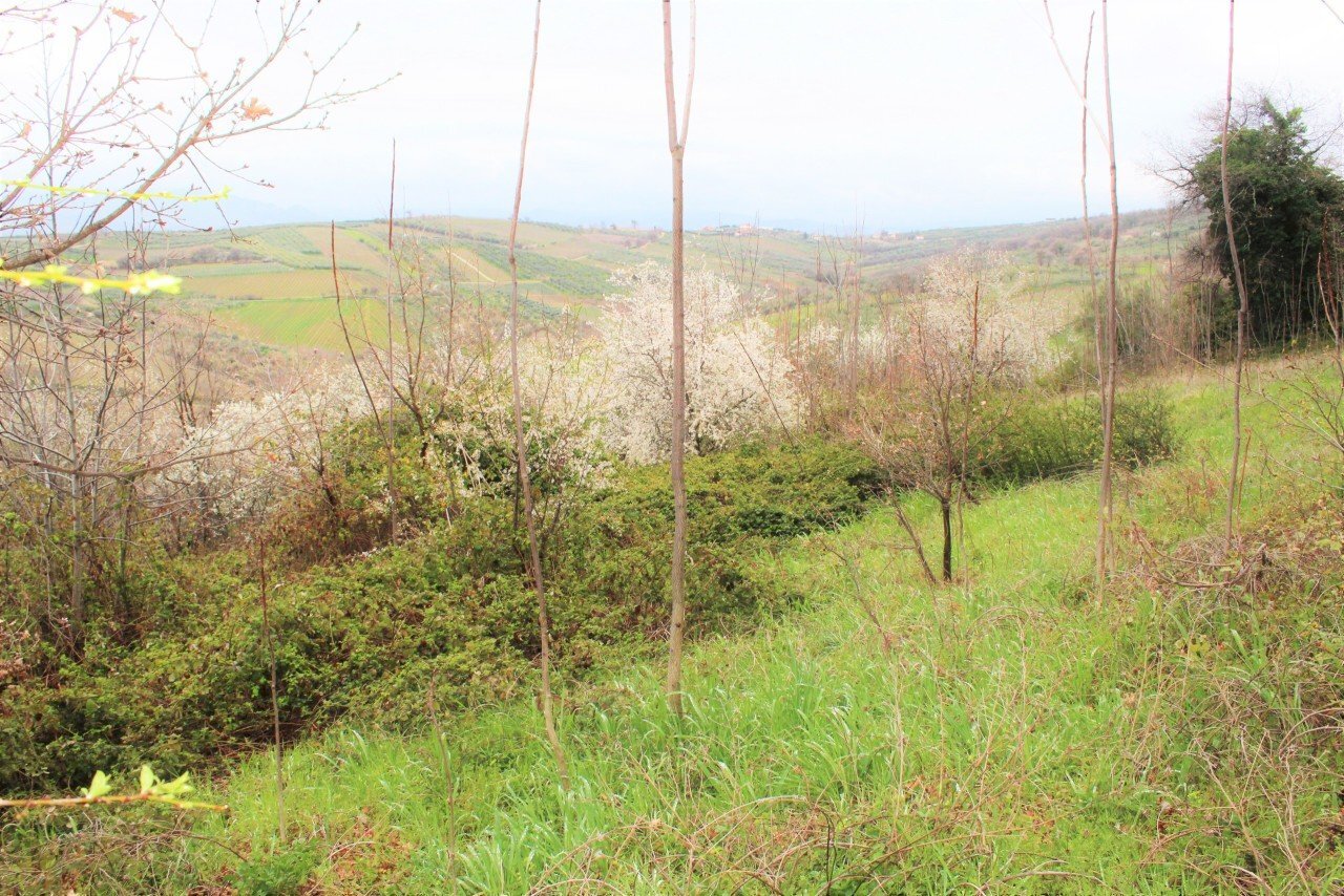 IMG_0973.JPG - Terreno agricolo via Brasile, Mozzagrogna - foto 1