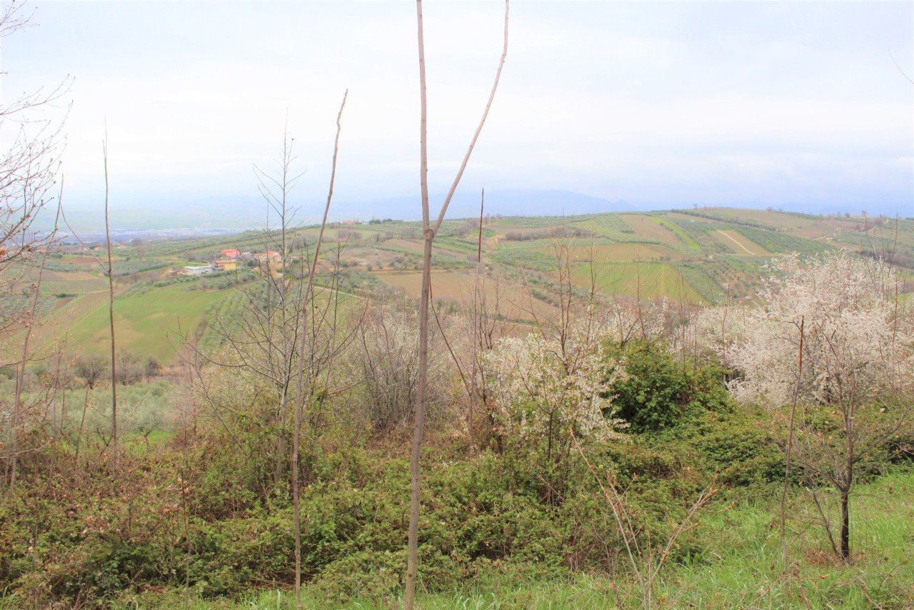 IMG_0974.JPG - Terreno agricolo via Brasile, Mozzagrogna - foto 2