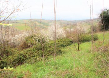 IMG_0973.JPG - Terreno agricolo via Brasile, Mozzagrogna - foto 1