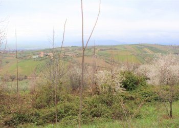 IMG_0974.JPG - Terreno agricolo via Brasile, Mozzagrogna - foto 2