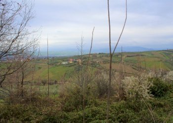 IMG_0975.JPG - Terreno agricolo via Brasile, Mozzagrogna - foto 3