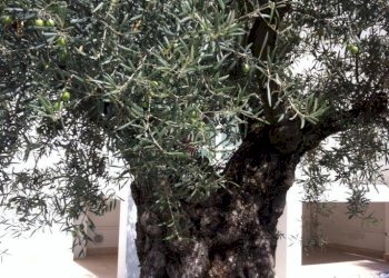 548423_4832189362636_595147200_n.jpg - Villa Camaiore - foto 3