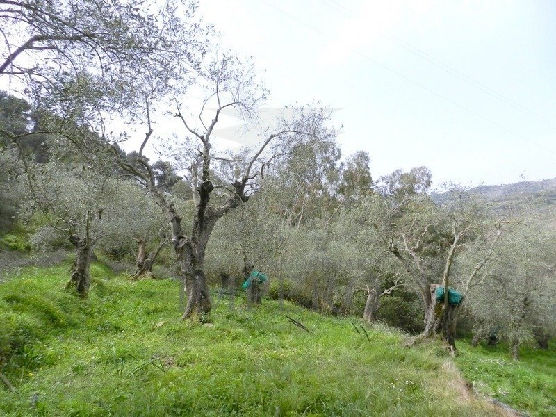Terreno agricolo Località Curl, Perinaldo - foto 3