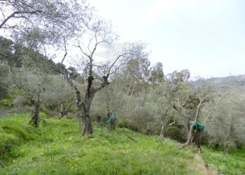 Terreno agricolo Località Curl, Perinaldo - foto 3