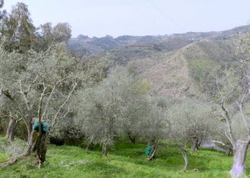 Terreno agricolo Località Curl, Perinaldo - foto 4