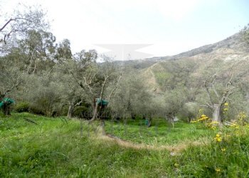 Terreno agricolo Località Curl, Perinaldo - foto 7