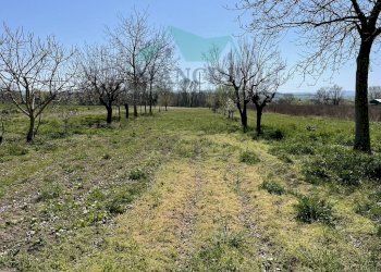 Agricultural land spina, Jesi - photo 1