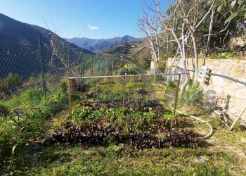 4.jpg - Agricultural land Strada Collette Beulle, Taggia - photo 5