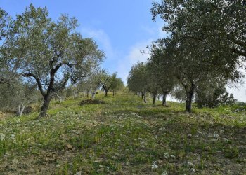 Rustico contrada San Donato, Montecorice - foto 8