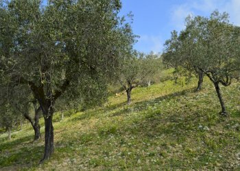 Rustico contrada San Donato, Montecorice - foto 15